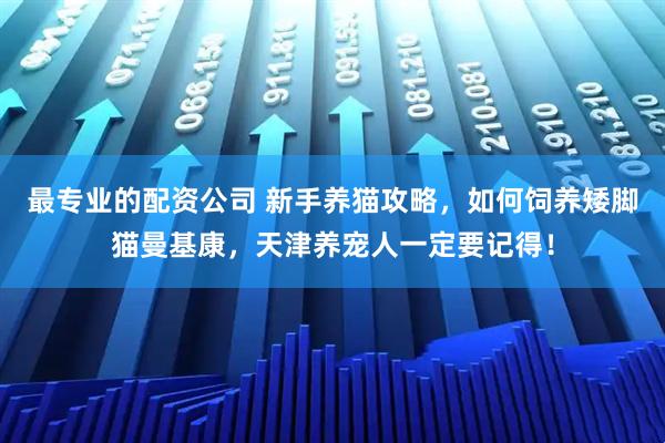最专业的配资公司 新手养猫攻略，如何饲养矮脚猫曼基康，天津养宠人一定要记得！